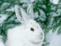 03lapin neige