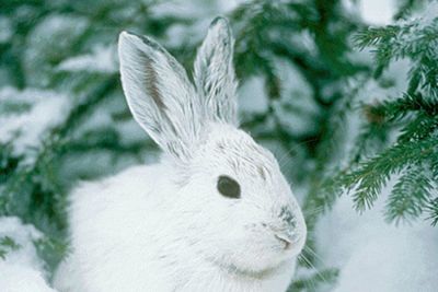 03lapin neige